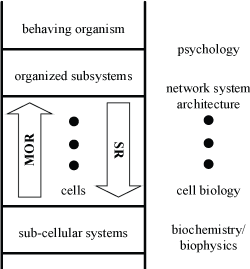 Neuroscience Ladder